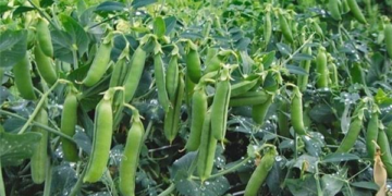 Pea Farming in India