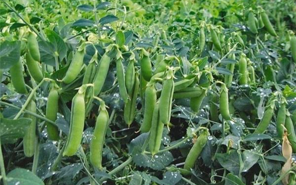 Pea Farming in India