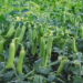 Pea Farming in India