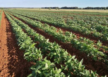 Cowpea Farming