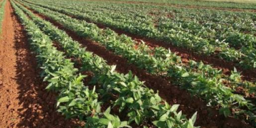 Cowpea Farming