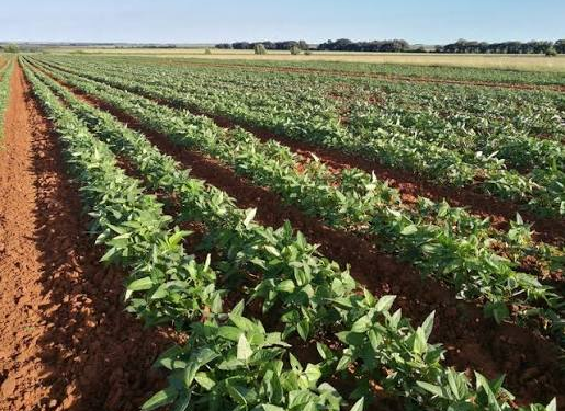 Cowpea Farming