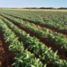 Cowpea Farming