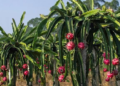Dragon Fruit Farming