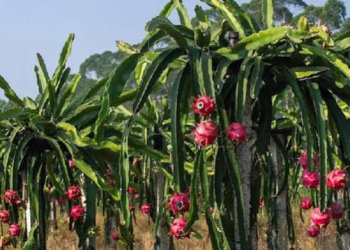 Dragon Fruit Farming