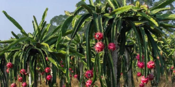 Dragon Fruit Farming