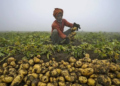 Potato Rate Crisis