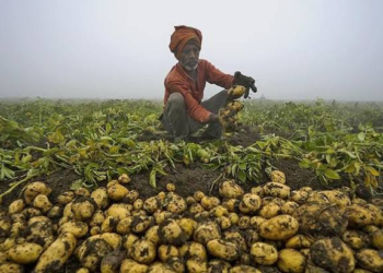 Potato Rate Crisis
