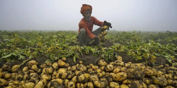 Potato Rate Crisis