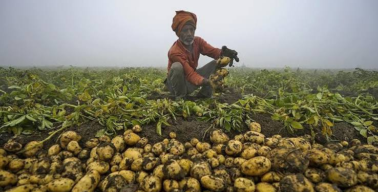 Potato Rate Crisis