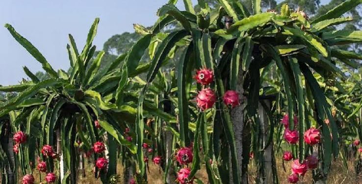 Dragon Fruit Farming