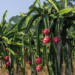Dragon Fruit Farming
