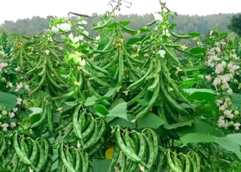 Sem Farming