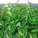 Sem Farming