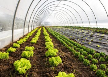 Organic Farming Certification क्या है? PGS और NPOP में क्या अंतर, किसान कैसे लें सर्टिफिकेट