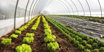 Organic Farming Certification क्या है? PGS और NPOP में क्या अंतर, किसान कैसे लें सर्टिफिकेट