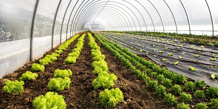 Organic Farming Certification क्या है? PGS और NPOP में क्या अंतर, किसान कैसे लें सर्टिफिकेट
