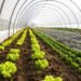 Organic Farming Certification क्या है? PGS और NPOP में क्या अंतर, किसान कैसे लें सर्टिफिकेट