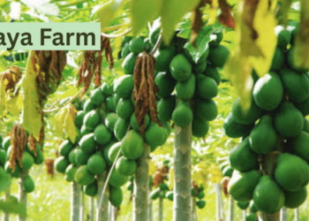Papaya Fram