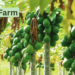 Papaya Fram