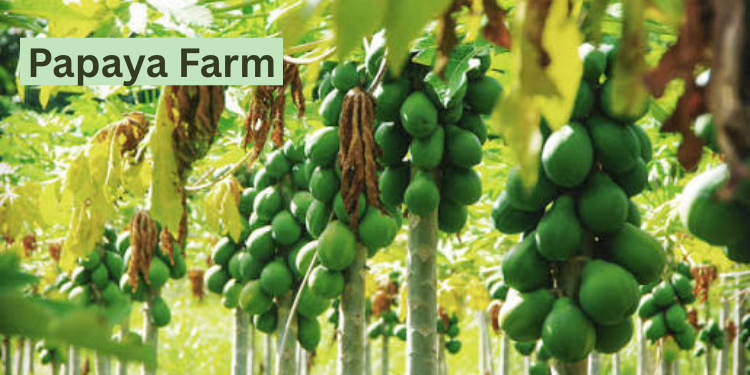 Papaya Fram