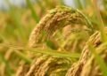 धान की Organic Farming कैसे करें? जानिए जैविक तरीके से धान की खेती की पूरी जानकारी, लागत और बेहतर उत्पादन का तरीका