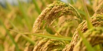 धान की Organic Farming कैसे करें? जानिए जैविक तरीके से धान की खेती की पूरी जानकारी, लागत और बेहतर उत्पादन का तरीका