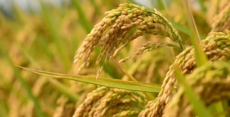 धान की Organic Farming कैसे करें? जानिए जैविक तरीके से धान की खेती की पूरी जानकारी, लागत और बेहतर उत्पादन का तरीका