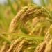 धान की Organic Farming कैसे करें? जानिए जैविक तरीके से धान की खेती की पूरी जानकारी, लागत और बेहतर उत्पादन का तरीका