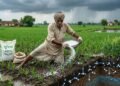 बारिश से पहले यूरिया डालना सही है या नहीं