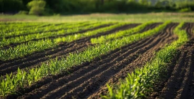 1 Acre Farming