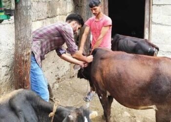 Lumpy skin disease situation under control in Delhi