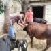 Lumpy skin disease situation under control in Delhi