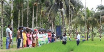 Field Day of High-Yielding Rice Varieties in Andaman, 43 Farmers Observe Advanced Cultivation Techniques