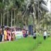 Field Day of High-Yielding Rice Varieties in Andaman, 43 Farmers Observe Advanced Cultivation Techniques