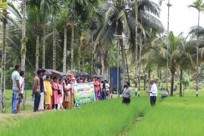 Field Day of High-Yielding Rice Varieties in Andaman, 43 Farmers Observe Advanced Cultivation Techniques
