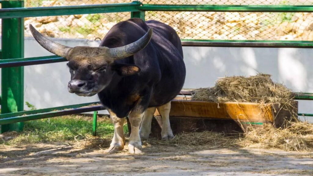 AI pioneers livestock monitoring in hilly areas, enabling 24x7 smart...