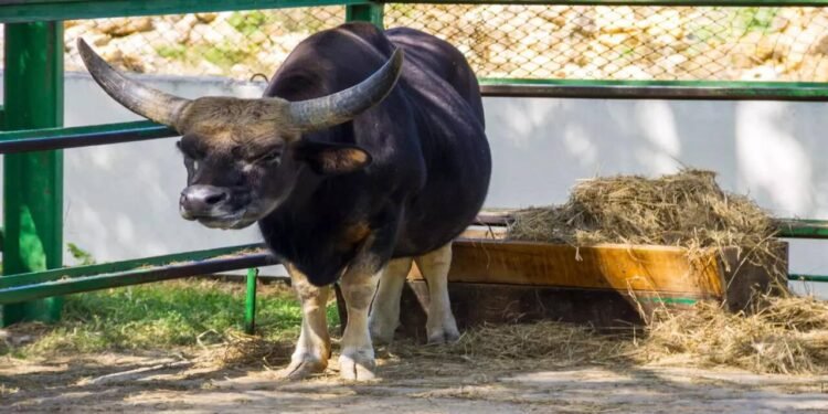 AI pioneers livestock monitoring in hilly areas, enabling 24x7 smart...