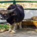 AI pioneers livestock monitoring in hilly areas, enabling 24x7 smart...