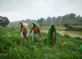 Brahmastra Organic Pesticide: जैविक कीट नियंत्रण का देसी तरीका, फायदे और उपयोग की पूरी जानकारी