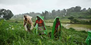 Brahmastra Organic Pesticide: जैविक कीट नियंत्रण का देसी तरीका, फायदे और उपयोग की पूरी जानकारी