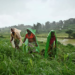 Brahmastra Organic Pesticide: जैविक कीट नियंत्रण का देसी तरीका, फायदे और उपयोग की पूरी जानकारी