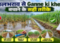 Ganne ki kheti