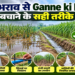 Ganne ki kheti