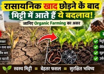 Chemical Fertilizer