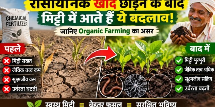 Chemical Fertilizer