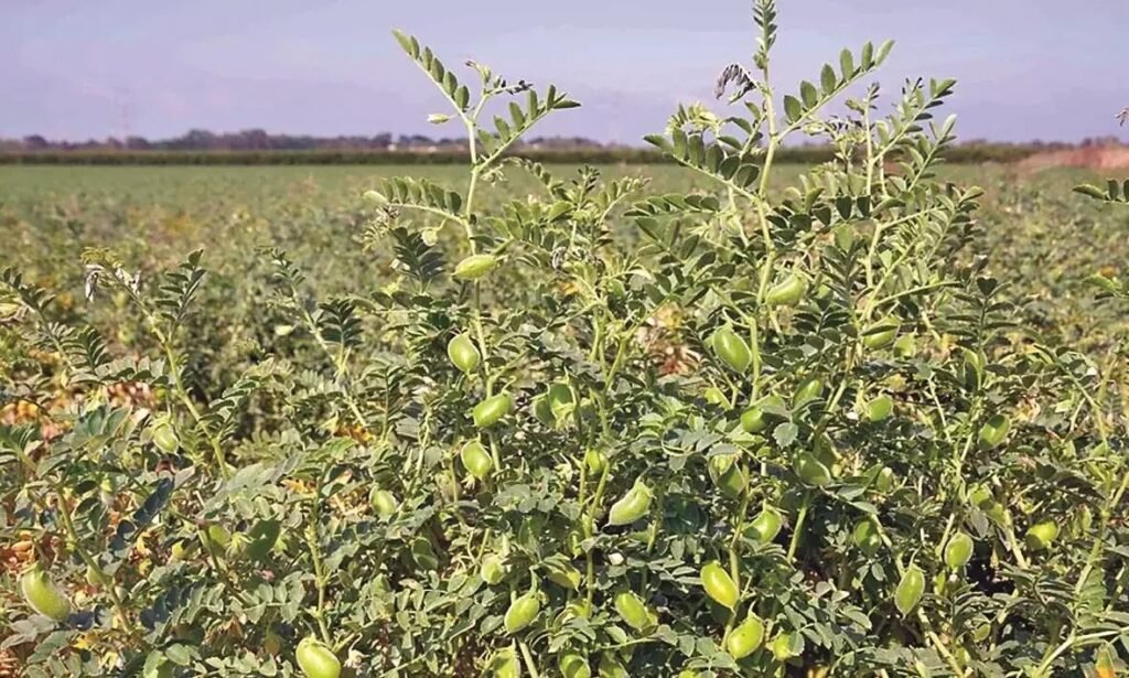 Chickpea Pests and Diseases