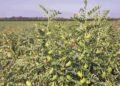 Chickpea Pests and Diseases