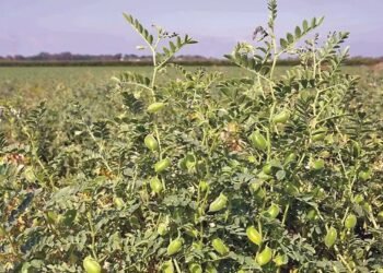 Chickpea Pests and Diseases