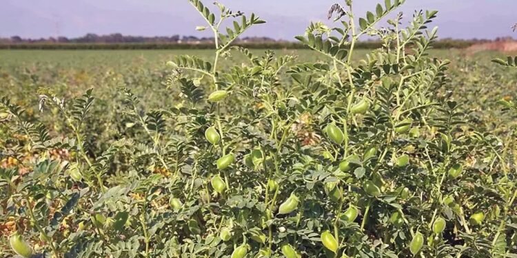 Chickpea Pests and Diseases
